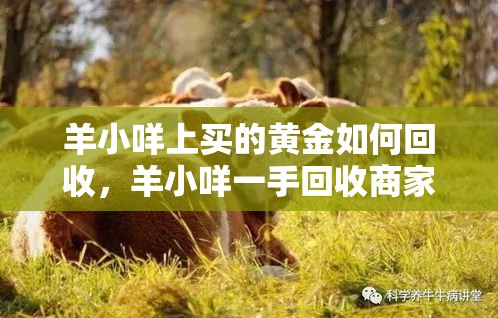 羊小咩上买的黄金如何回收，羊小咩一手回收商家