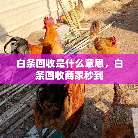 白条回收是什么意思，白条回收商家秒到