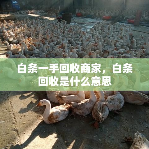 白条一手回收商家，白条回收是什么意思