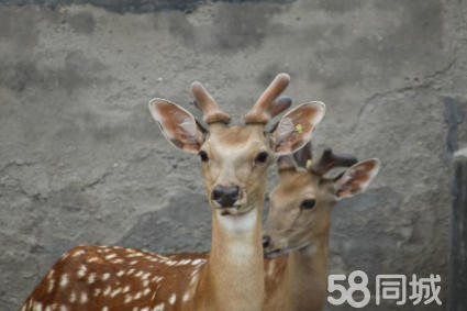 鹿产品收购信息，鹿优选一手回收商家