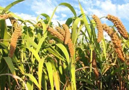 谷子热卖排行榜2025央视2025年小米谷子收购价格是多少谷子啥价格