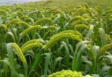 谷子热卖排行榜2025央视2025年小米谷子收购价格是多少谷子啥价格