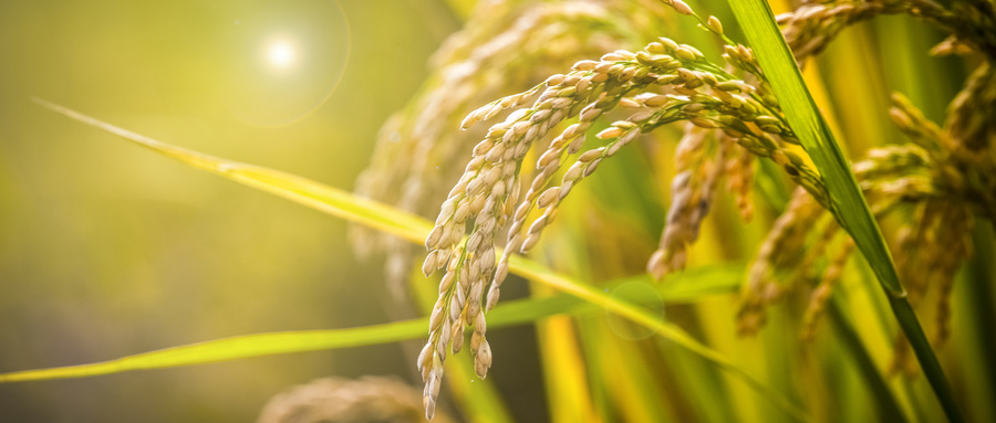 谷子热卖排行榜2025央视2025年小米谷子收购价格是多少谷子啥价格