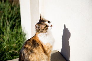 十大宠物排行榜，宠物排行榜2025